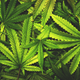 Image for article titled White House Staffers Say Biden Administration Is Dismissing Dozens Over Cannabis Use Despite Promises That It Wouldn't Do That